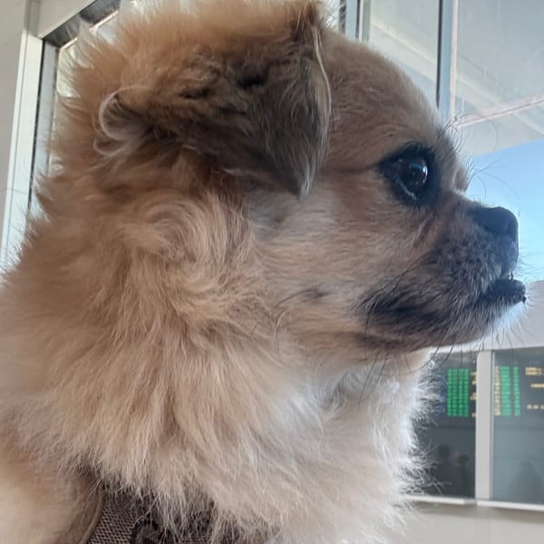 Ka$h — ALS Global Markets' adventure dog